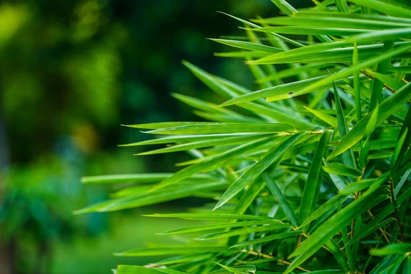 Bambu arka plan kavramını terk eder. Yeşil bambu yapraklarının yazı veya arka plan için yeri vardır. Tazelik duvar kağıdının doğal yeşil rengi.                                