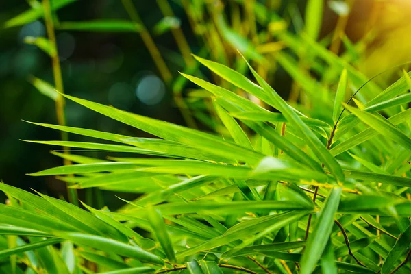 Bambu arka plan kavramını terk eder. Yeşil bambu yapraklarının yazı veya arka plan için yeri vardır. Tazelik duvar kağıdının doğal yeşil rengi.                                