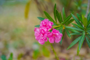 Oleander çiçeğinin (Oleander Nerium) bokeh arkaplanlı güzelliği.                               