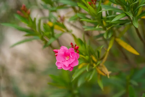 Hermosa Flor Olivo Oleander Nerium Con Fondo Bokeh — Foto de Stock