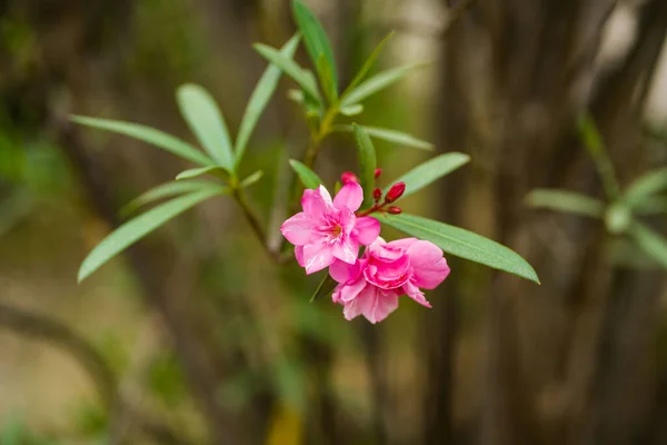 Hermosa Flor Olivo Oleander Nerium Con Fondo Bokeh — Foto de Stock