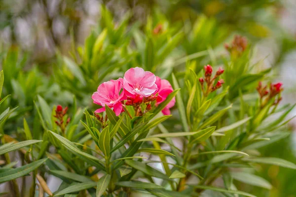 Belle Fleur Oleander Oleander Nerium Avec Fond Bokeh — Photo