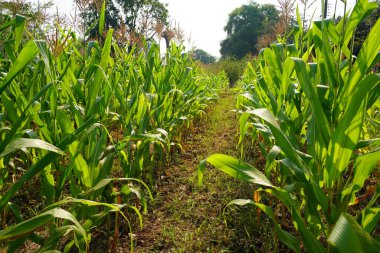 Mısır tarlasını kapatın. Seçici odaklanma. Yaz Tarım Mevsiminde Yeşil Mısır Tarlası Çiftliği. Bir tarladaki mısır tarlasına yakın..                               