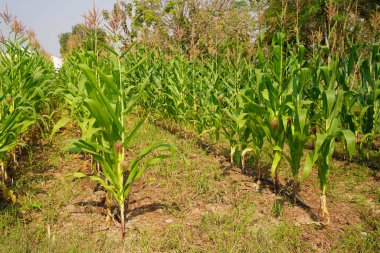 Mısır tarlasını kapatın. Seçici odaklanma. Yaz Tarım Mevsiminde Yeşil Mısır Tarlası Çiftliği. Bir tarladaki mısır tarlasına yakın..                               