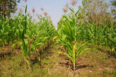 Mısır tarlasını kapatın. Seçici odaklanma. Yaz Tarım Mevsiminde Yeşil Mısır Tarlası Çiftliği. Bir tarladaki mısır tarlasına yakın..                               
