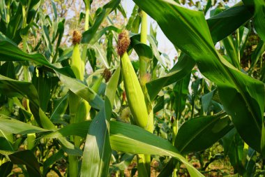 Mısır tarlasını kapatın. Seçici odaklanma. Yaz Tarım Mevsiminde Yeşil Mısır Tarlası Çiftliği. Bir tarladaki mısır tarlasına yakın..                               