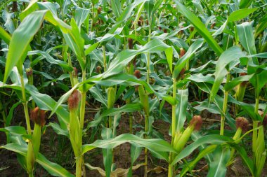 Mısır tarlasını kapatın. Seçici odaklanma. Yaz Tarım Mevsiminde Yeşil Mısır Tarlası Çiftliği. Bir tarladaki mısır tarlasına yakın..                               