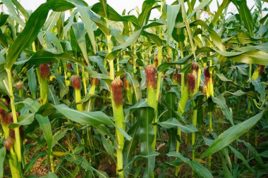 Mısır tarlasını kapatın. Seçici odaklanma. Yaz Tarım Mevsiminde Yeşil Mısır Tarlası Çiftliği. Bir tarladaki mısır tarlasına yakın..                               