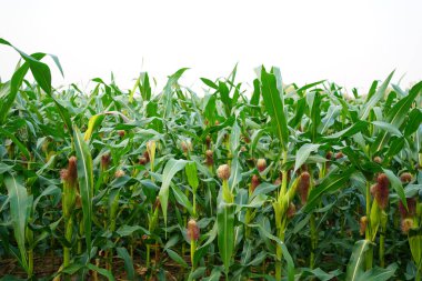 Mısır tarlasını kapatın. Seçici odaklanma. Yaz Tarım Mevsiminde Yeşil Mısır Tarlası Çiftliği. Bir tarladaki mısır tarlasına yakın..                               