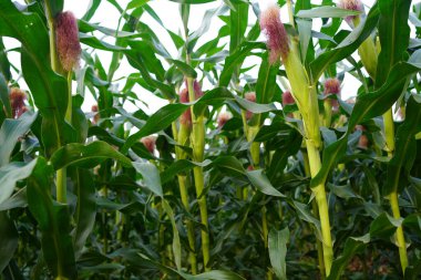 Mısır tarlasını kapatın. Seçici odaklanma. Yaz Tarım Mevsiminde Yeşil Mısır Tarlası Çiftliği. Bir tarladaki mısır tarlasına yakın..                               