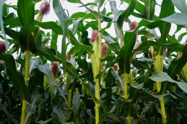 Mısır tarlasını kapatın. Seçici odaklanma. Yaz Tarım Mevsiminde Yeşil Mısır Tarlası Çiftliği. Bir tarladaki mısır tarlasına yakın..                               