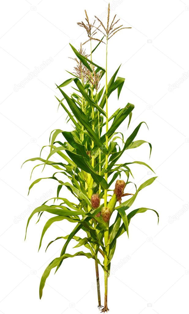 Corn plant growing isolated on white background for garden design. The development of young plants, from sequence to tree, ready to be harvested. Agriculture for the food industry                                