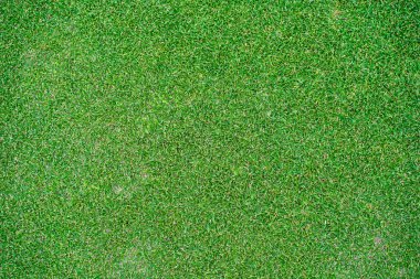 Yeşil çimen arka plan, bahçe manzarası yeşil arka plan yapmak için kullanılan parlak çimen konsepti, spor alanı için çimen, golf sahası yeşil çizgili doku arka plan.                               