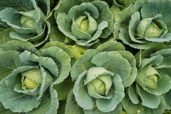 Fresh organic cabbages in a field or Collard green field close up. Green fresh cabbage maturing heads growing in the farm field.