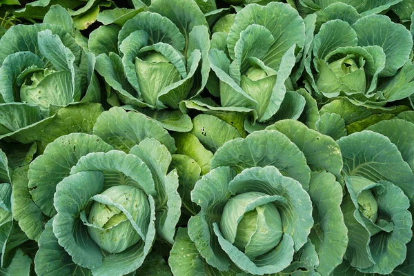 Fresh Organic Cabbages Field Collard Green Field Close Green Fresh Royalty Free Stock Images