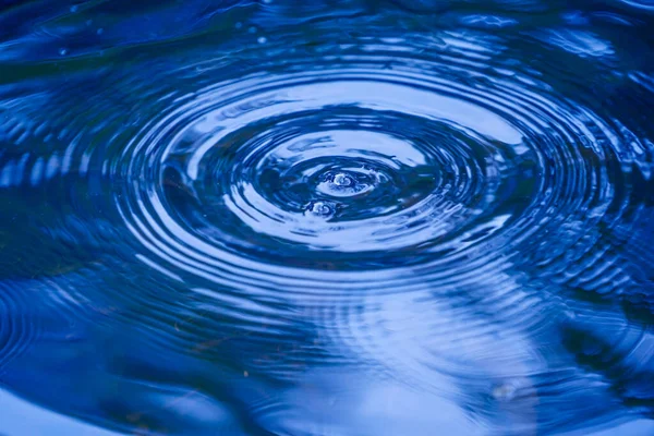 Raindrops falling on smooth surface of water. water droplets affect the surface, forming rings on the surface.