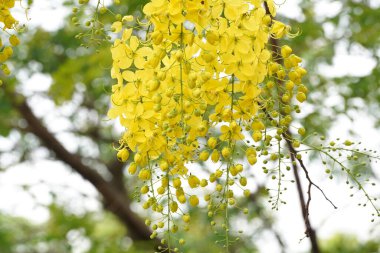 Ağacın üzerinde Ratchaphruek ya da Multiply flowers, Cassia fistula L. ya da altın duş çiçek açıyor. Yazın açan tropik sarı çiçekler. Songkran Festivali Sembolü.                               