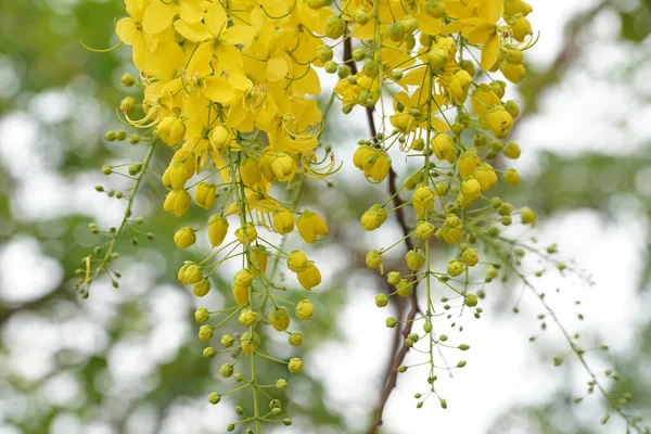 Ratchaphruek Multiply Flowers Cassia Fistula Golden Shower Blooming Tree Tropical — Stock Photo, Image