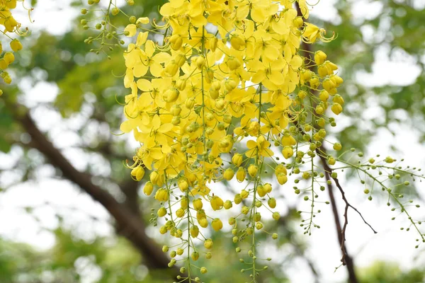 Ratchaphruek Multiply Flowers Cassia Fistula Golden Shower Blooming Tree Tropical — Stock Photo, Image