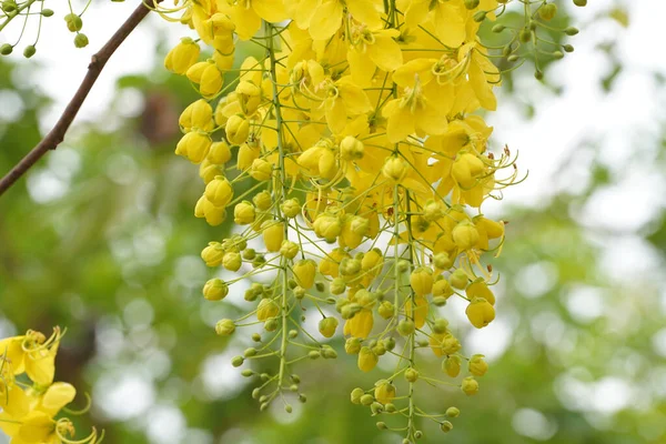 Ratchaphruek Multiply Flowers Cassia Fistula Golden Shower Blooming Tree Tropical — Stock Photo, Image