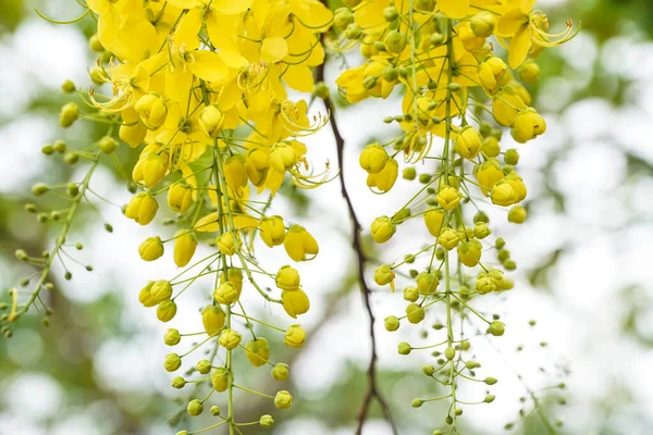 Ratchaphruek Multiply Flowers Cassia Fistula Golden Shower Blooming Tree Tropical — Stock Photo, Image