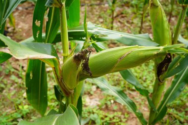 Tarım alanında organik taze mısır. Tarım tarlasında yetişmiş bir mısır bitkisinin sapında olgunlaşmış sarı tohumla mısır tarlası..                                