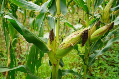 Tarım alanında organik taze mısır. Tarım tarlasında yetişmiş bir mısır bitkisinin sapında olgunlaşmış sarı tohumla mısır tarlası..                                