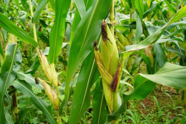 Tarım alanında organik taze mısır. Tarım tarlasında yetişmiş bir mısır bitkisinin sapında olgunlaşmış sarı tohumla mısır tarlası..                                