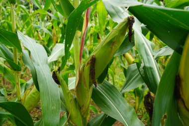 Tarım alanında organik taze mısır. Tarım tarlasında yetişmiş bir mısır bitkisinin sapında olgunlaşmış sarı tohumla mısır tarlası..                                