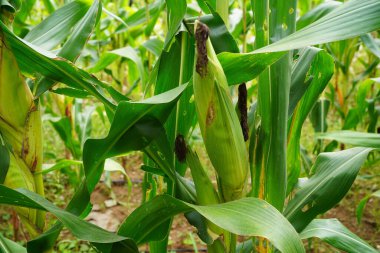 Tarım alanında organik taze mısır. Tarım tarlasında yetişmiş bir mısır bitkisinin sapında olgunlaşmış sarı tohumla mısır tarlası..                                