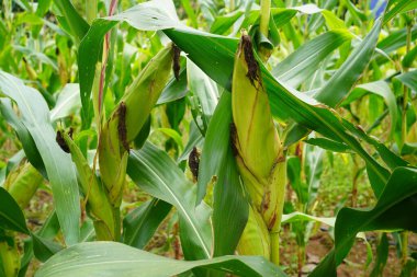 Tarım alanında organik taze mısır. Tarım tarlasında yetişmiş bir mısır bitkisinin sapında olgunlaşmış sarı tohumla mısır tarlası..                                