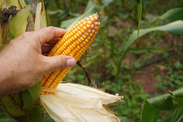 Mais Fresco Biologico Campo Agricolo Granturco Orecchio Mais Con Seme — Foto Stock