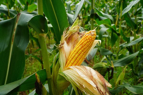 Mais Fresco Biologico Campo Agricolo Granturco Orecchio Mais Con Seme — Foto Stock