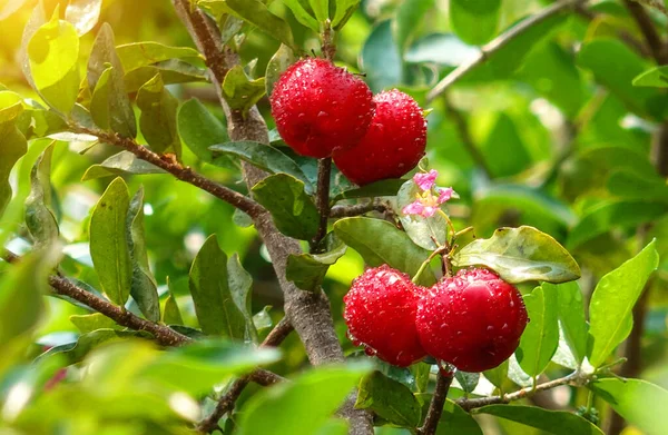 Świeże Organiczne Wiśnie Acerola Tajskie Owoce Lub Wiśnia Acerola Drzewie — Zdjęcie stockowe