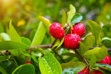 Taze organik acerola kirazı Tayland meyvesi ya da su damlacıkları ve yüksek miktarda C vitamini ve antioksidan meyveli acerola kirazı. Seçici odak.                               
