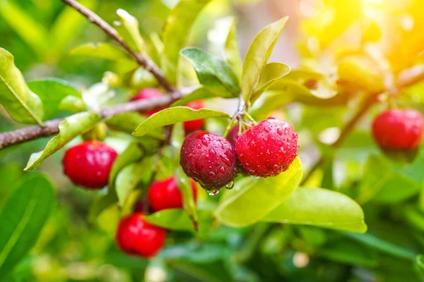 Taze organik acerola kirazı Tayland meyvesi ya da su damlacıkları ve yüksek miktarda C vitamini ve antioksidan meyveli acerola kirazı. Seçici odak.                               