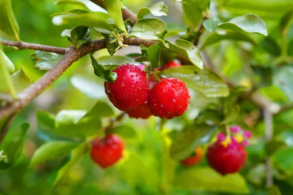 Taze organik acerola kirazı Tayland meyvesi ya da su damlacıkları ve yüksek miktarda C vitamini ve antioksidan meyveli acerola kirazı. Seçici odak.                                                              