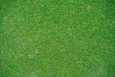 Yeşil çimen arka plan, bahçe manzarası yeşil arka plan yapmak için kullanılan parlak çimen konsepti, spor alanı için çimen, golf sahası yeşil çizgili doku arka plan                               