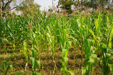 Mısır tarlasını kapatın. Seçici odaklanma. Yaz Tarım Mevsiminde Yeşil Mısır Tarlası Çiftliği. Bir tarladaki mısır tarlasına yakın..                                