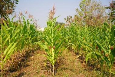 Mısır tarlasını kapatın. Seçici odaklanma. Yaz Tarım Mevsiminde Yeşil Mısır Tarlası Çiftliği. Bir tarladaki mısır tarlasına yakın..                                