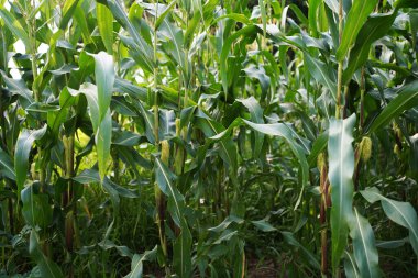 Mısır tarlasını kapatın. Seçici odaklanma. Yaz Tarım Mevsiminde Yeşil Mısır Tarlası Çiftliği. Bir tarladaki mısır tarlasına yakın..                               