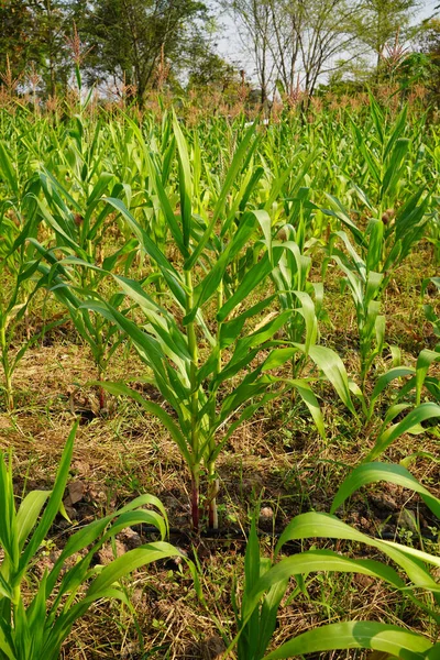 Pole Kukurydzy Zamknięte Wybiórcze Skupienie Zielona Kukurydza Plantacja Pól Kukurydzy — Zdjęcie stockowe