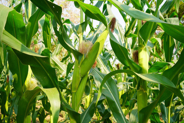 Corn field close up. Selective focus. Green Maize Corn Field Plantation in Summer Agricultural Season. Close up of corn on the cob in a field.                                