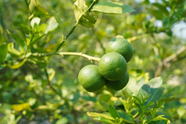 Ayrıntılı kireç yeşili, bahçede limon yeşili. Organik bahçedeki ağaçta taze yeşil limon..                               