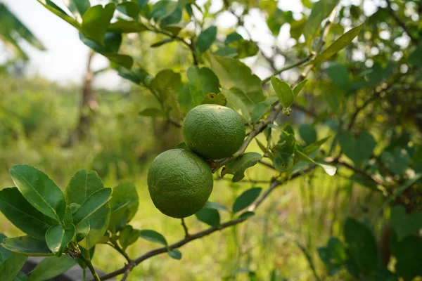 Close Detail Lime Green Lime Green Garden Fresh Green Lemon — Foto de Stock