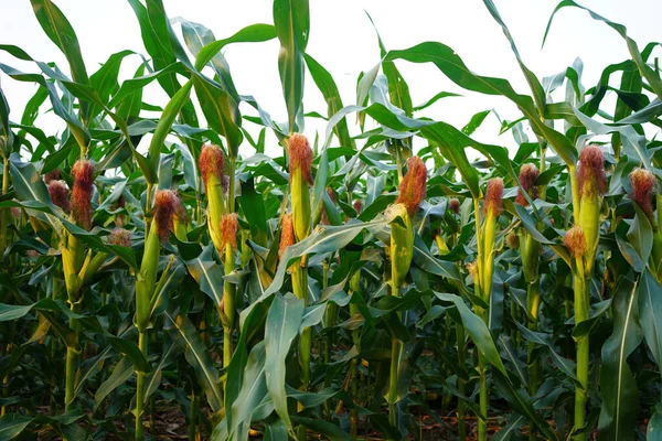 Mısır tarlasını kapatın. Seçici odaklanma. Yaz Tarım Mevsiminde Yeşil Mısır Tarlası Çiftliği. Bir tarladaki mısır tarlasına yakın..                               