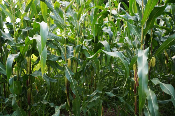 Mısır tarlasını kapatın. Seçici odaklanma. Yaz Tarım Mevsiminde Yeşil Mısır Tarlası Çiftliği. Bir tarladaki mısır tarlasına yakın..                               