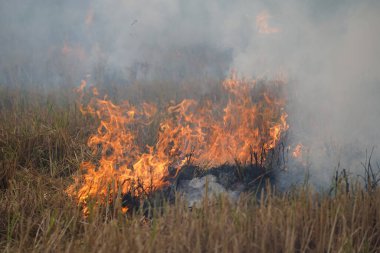 Zirai atık yakma nedeni duman ve kirlilik. Tarımsal alanlarda saman ve pirinç samanlarının yakılmasıyla ortaya çıkan dumanlar..                                  