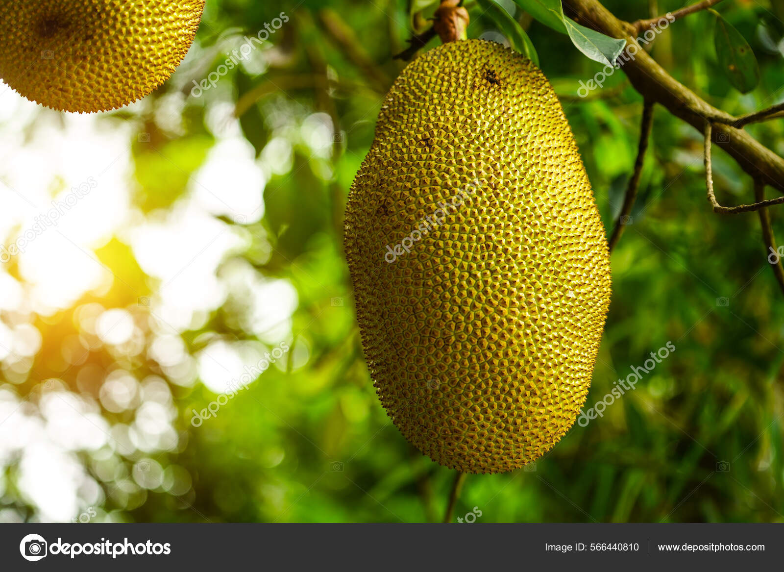 Jackfruit Jackfruit Trees Hanging Branch Thai Fruit Has Sticky Rubber