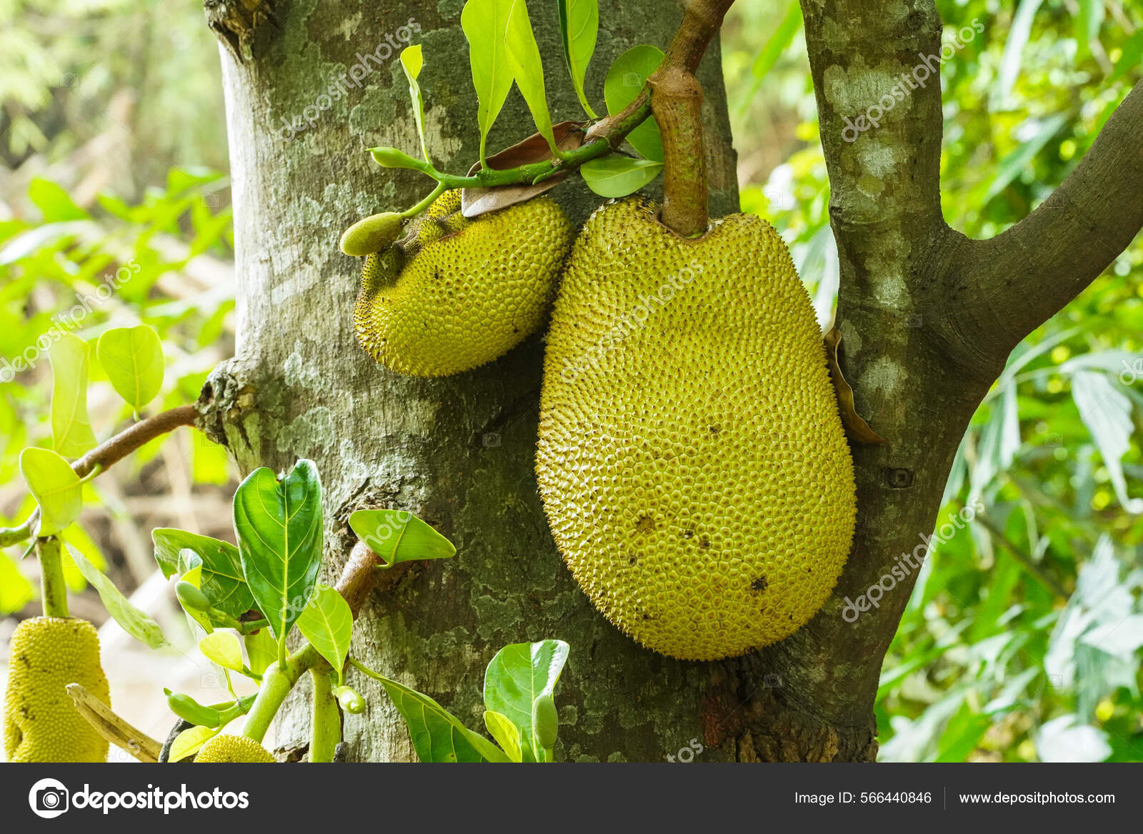 Jackfruit Jackfruit Trees Hanging Branch Thai Fruit Has Sticky Rubber